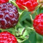 Ahududunun Yararları