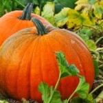 Bal Kabağının Faydaları