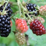 Böğürtlenin Bu Faylarını Biliyor Muydunuz?