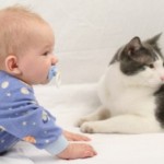 Çocuklarda Kedi Alerjisini Nasıl Önleriz?