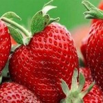 Ölümcül Hastalık Mide Kanserinin Çaresi Çilek