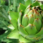 Enginarın Faydaları