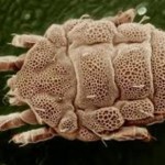 Ev Tozları Tehlike Saçıyor!