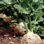 Kerevizin Faydaları