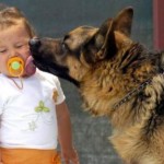 Köpek Isırmalarını Nasıl Önleyeceksiniz?