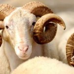 Çocuklar Kurban Kesimini Görmeli mi?