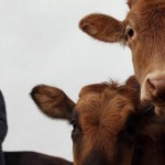 Kurban Bayramı’nda ‘Hidatik Kist’ Hastalığına Dikkat!