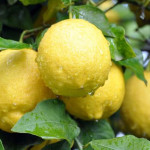 Limon Suyunun İnanılmaz Faydaları