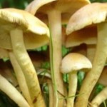 Mantar Zehirlenmelerine Karşı Uyarı