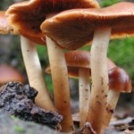 Mantar Zehirlenmelerine Dikkat!