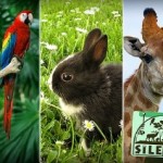 Şile Hayvanat Bahçesi