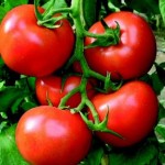 Domatesin Faydaları