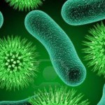 Peynir Süt ve Çikolatadaki Bakteri Zayıflatıyor